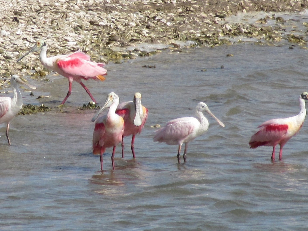 Rockport Birding and Kayak Adventures-罗克波特必去景点
