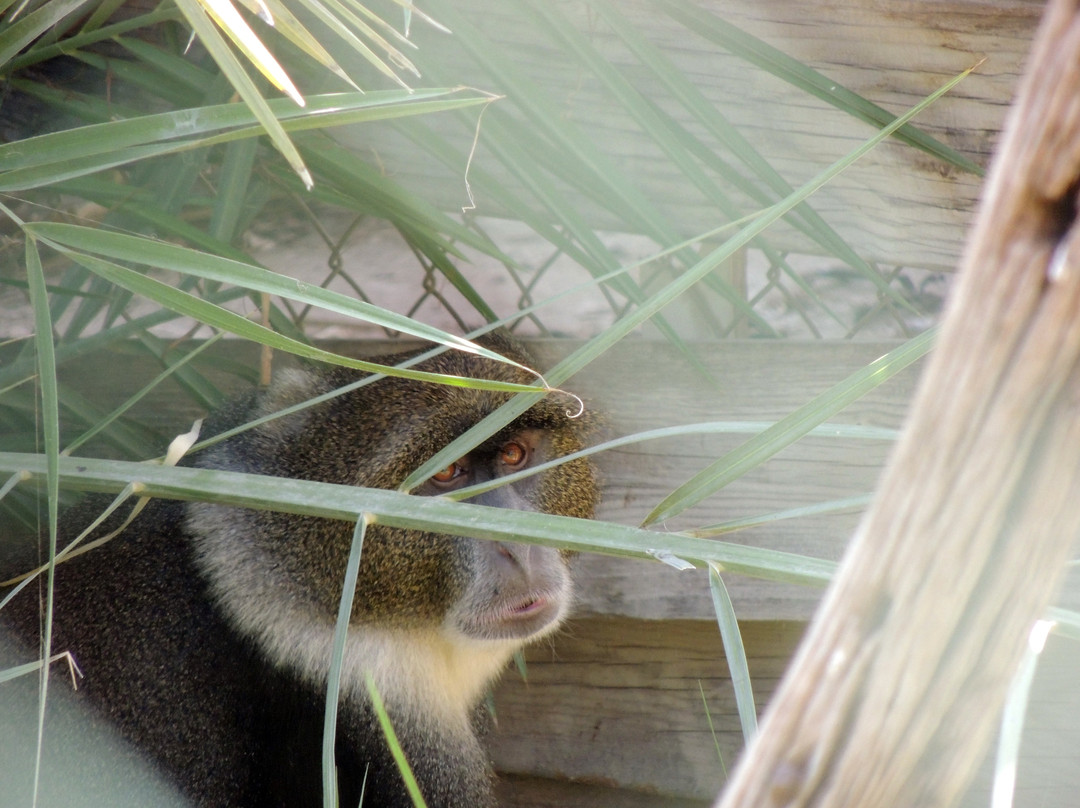 Monkey Park-Modiin必去景点