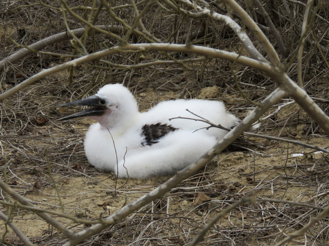 Isla de la Plata-Machalilla National Park必去景点