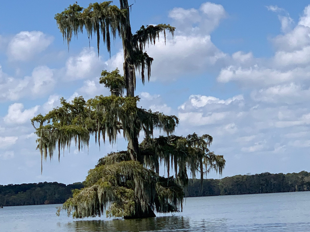 Louisiana Swamp Tours景点图片