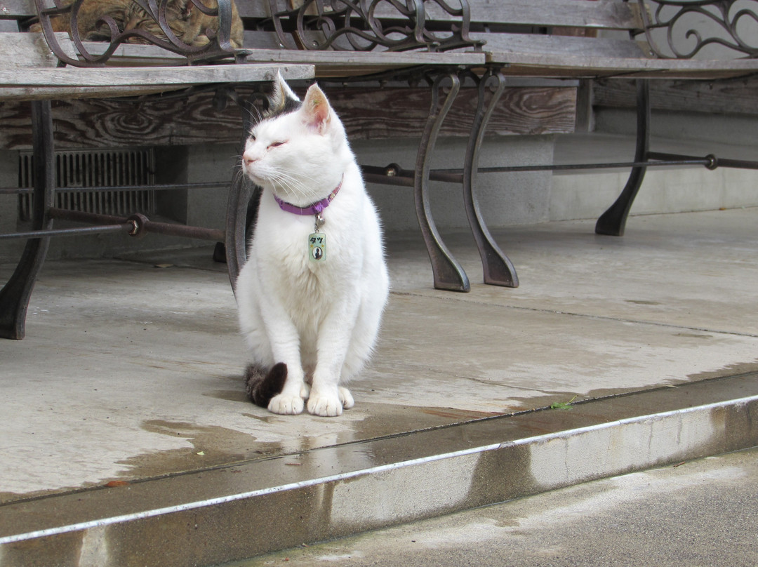 Gotanjoji Temple-越前市必去景点