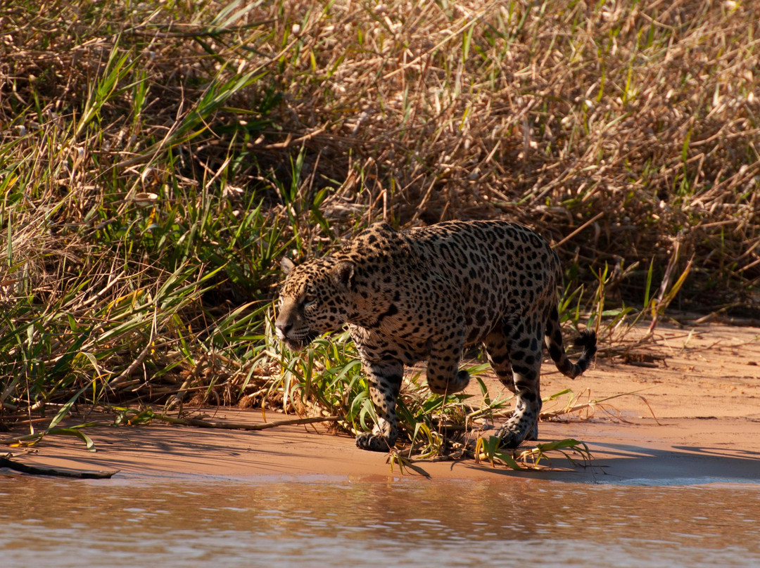 O Pantaneiro Tour-波科内必去景点