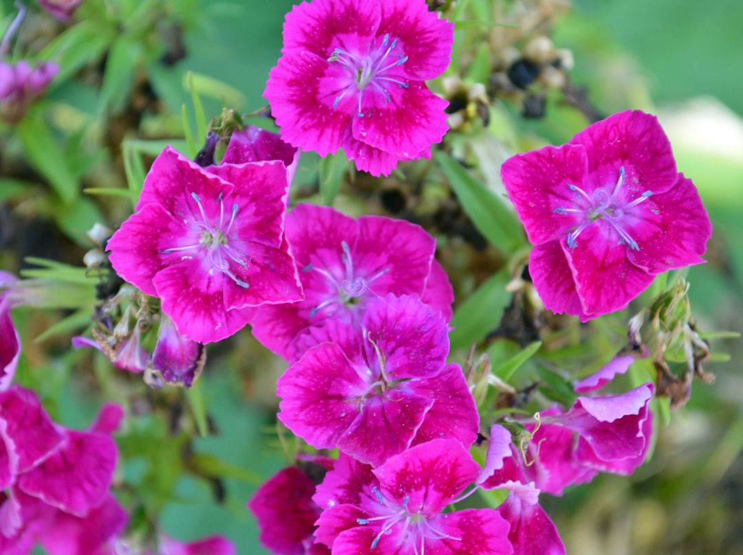 Southern Oregon University-阿什兰必去景点