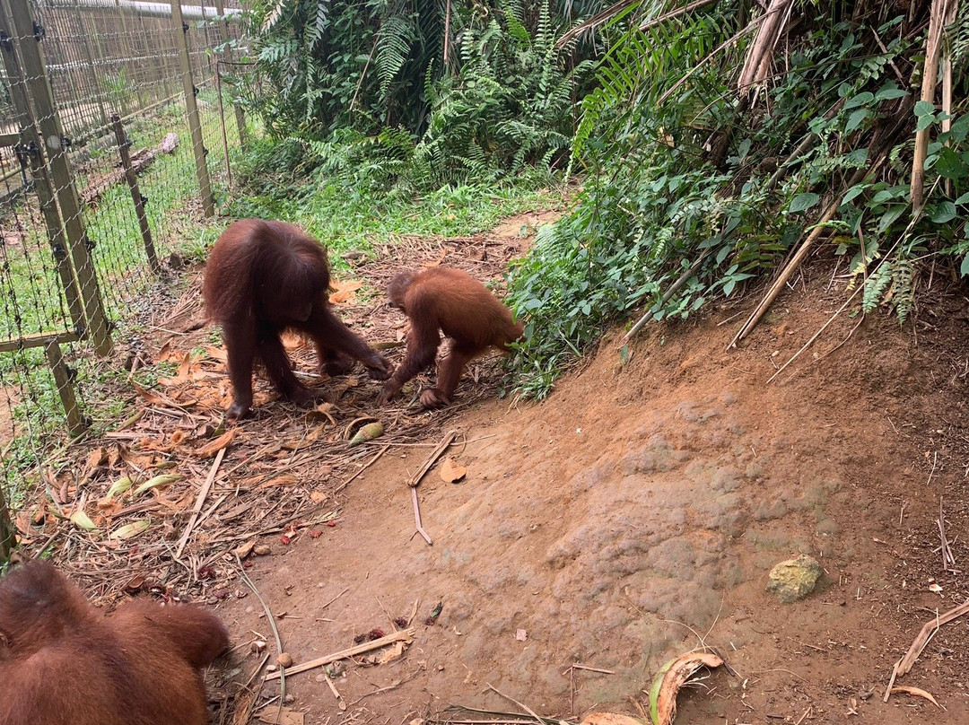 Orang Utan Island-新芒魏必去景点