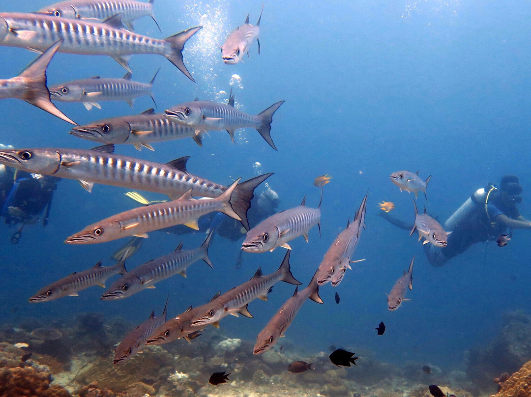 Ranmarc Dive Shop and Services-爱妮岛必去景点