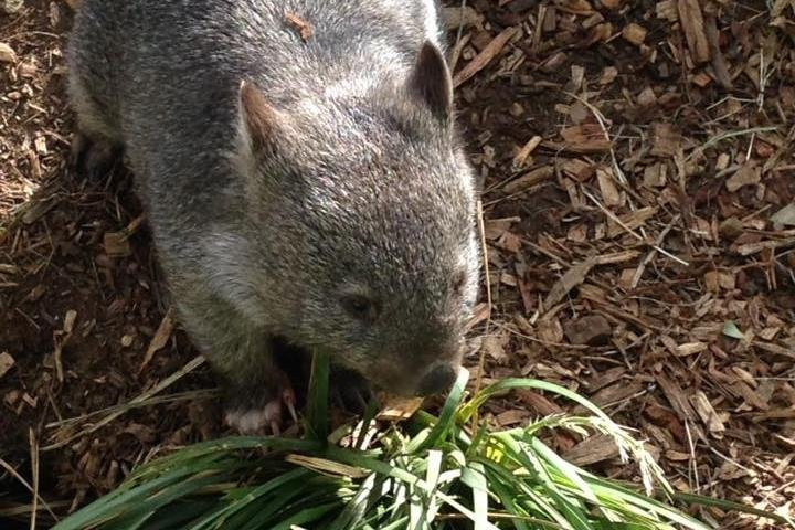 Paul's Tassie Tours and Charters-霍巴特必去景点