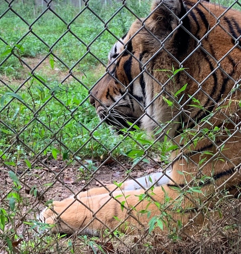 Carolina Tiger Rescue-Pittsboro必去景点