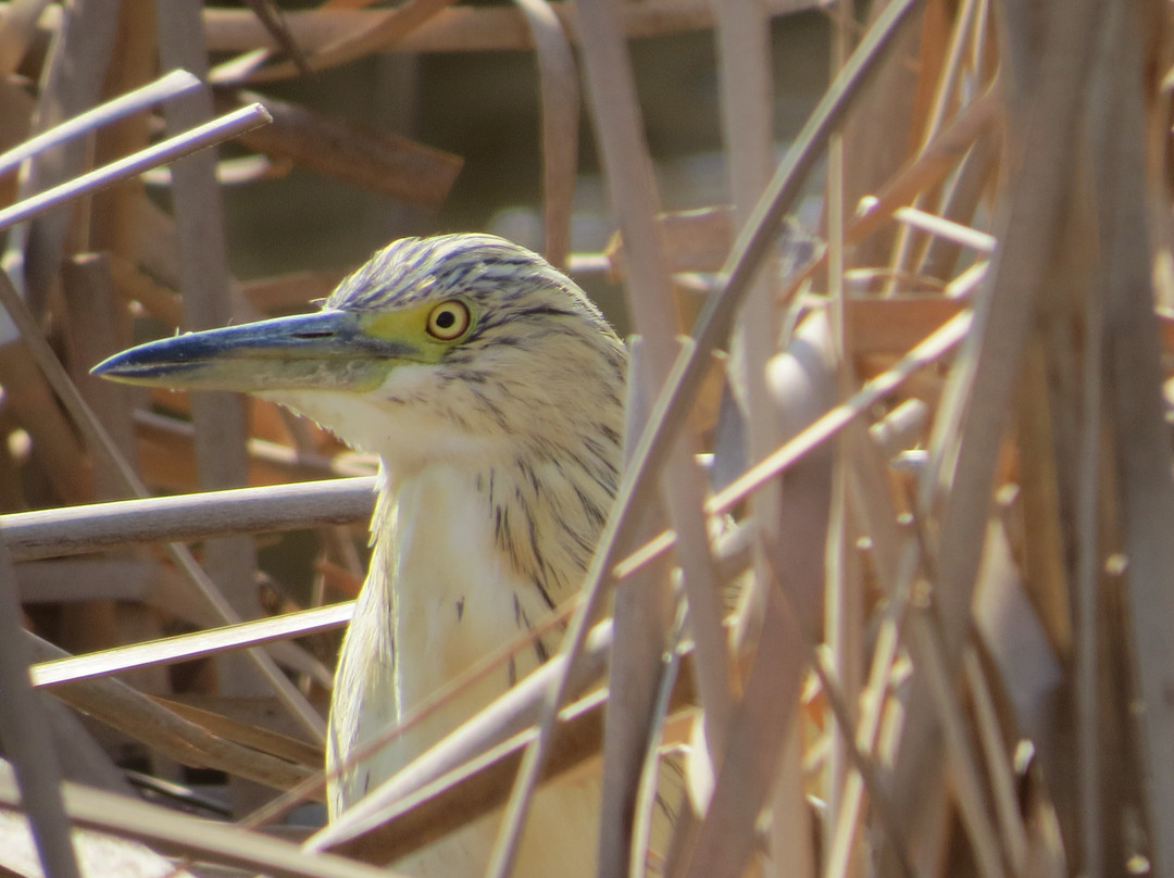 Marievale Bird Sanctuary景点图片