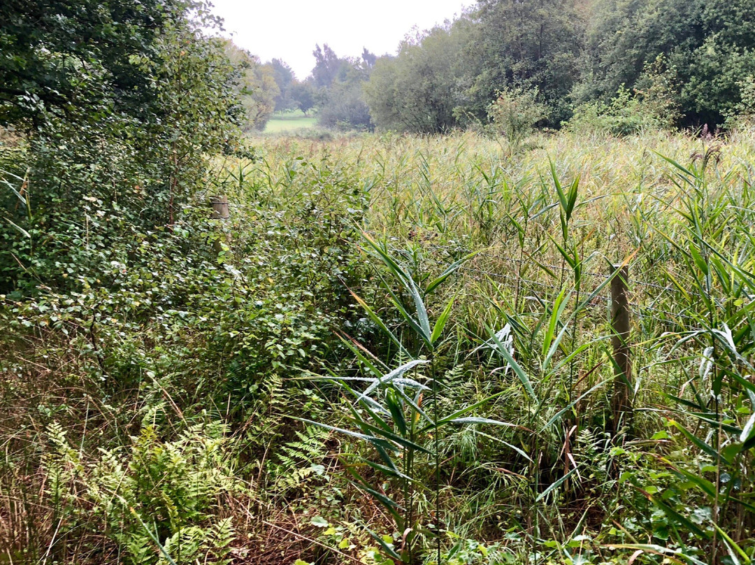 Askham Bog Nature Reserve-约克必去景点