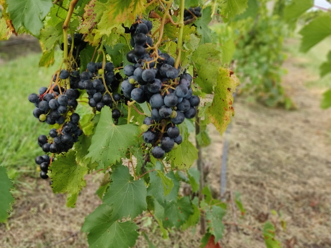 Holy-Field Vineyard & Winery-Basehor必去景点