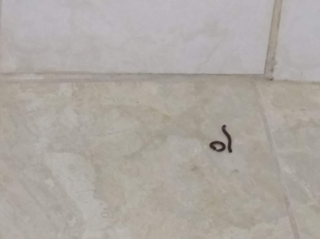 Hotel Pacifico主图