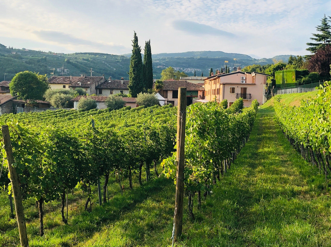Roberto Mazzi e figli - Winery景点图片