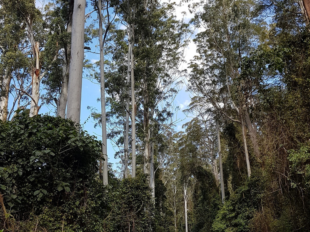 Yabbra National Park景点图片