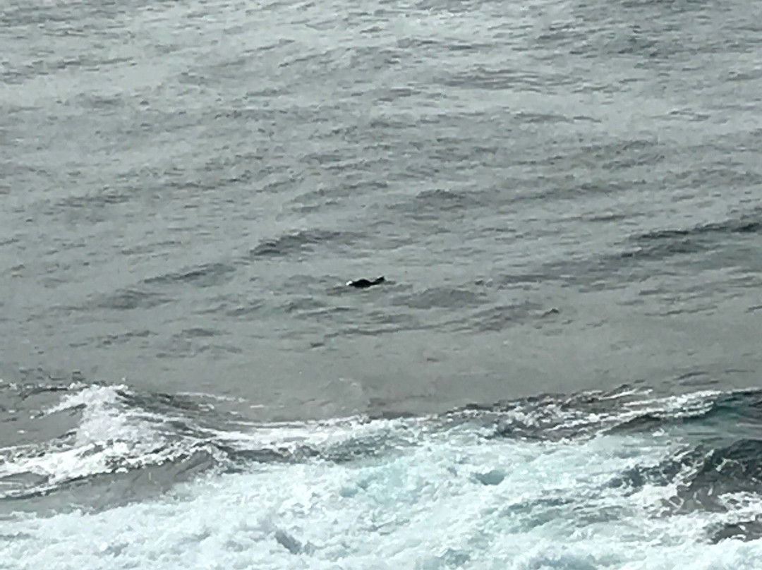 Malabar Headland National Park景点图片