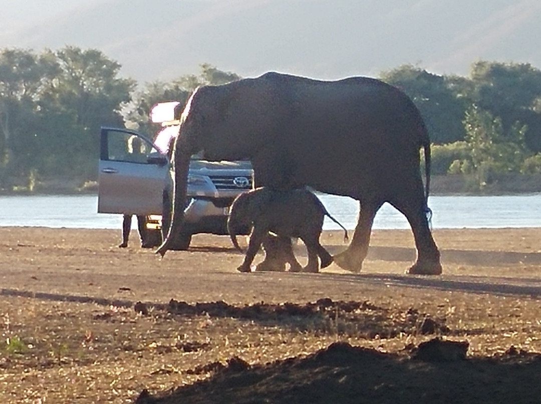 Camping Sites at Mana Pools National Park景点图片