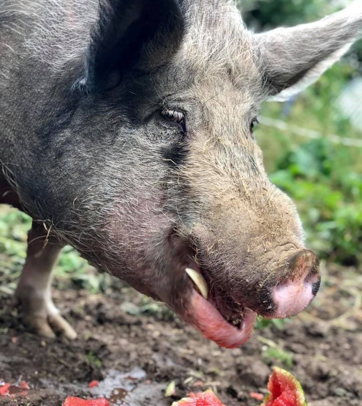 National Animal Welfare Trust Berkshire-Great Shefford必去景点