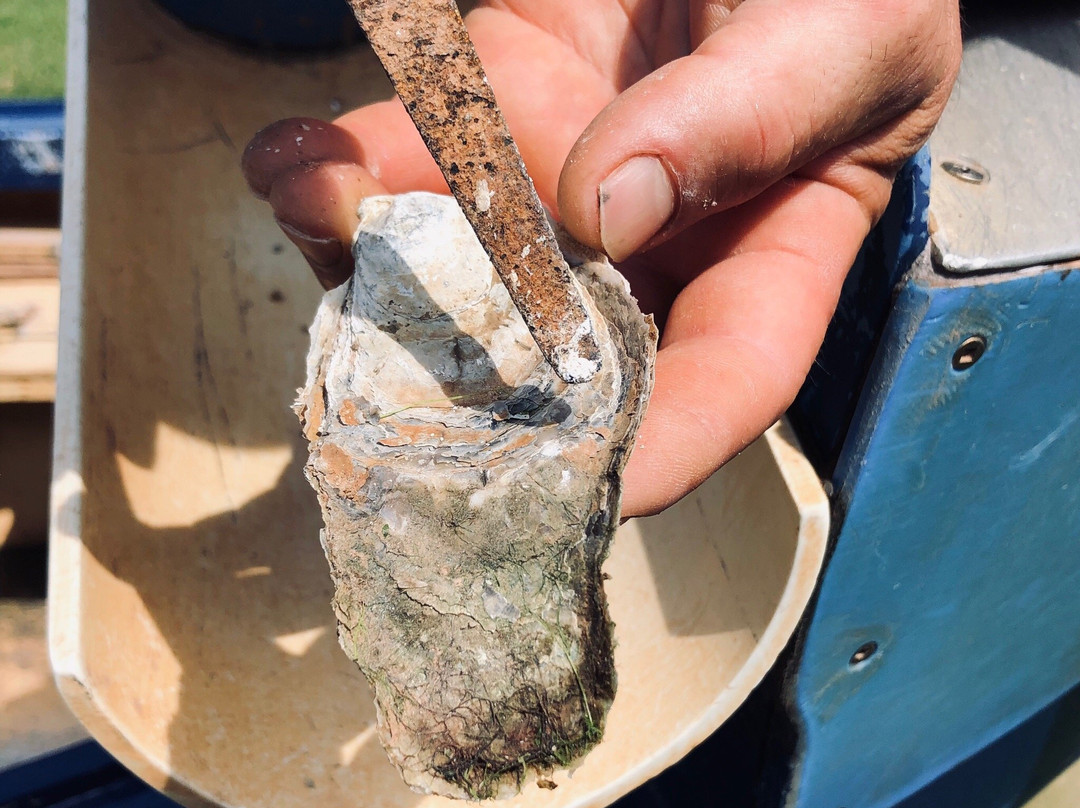 Oyster Lovers Experience-Belfast必去景点