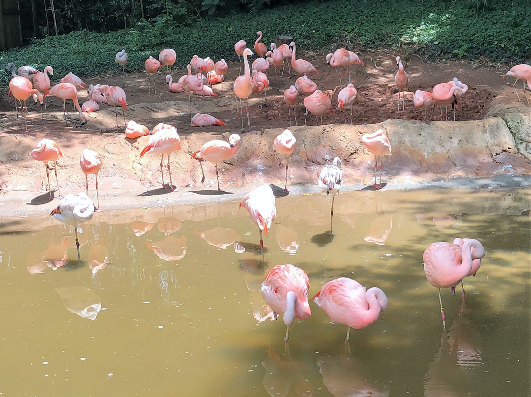 亚特兰大动物园-亚特兰大必去景点