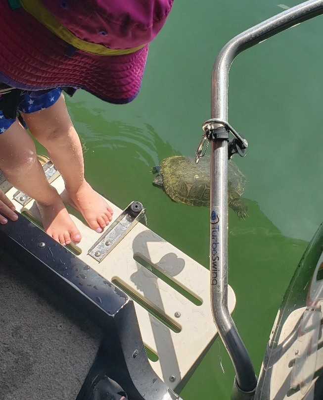 Kimberling Oaks Resort主图