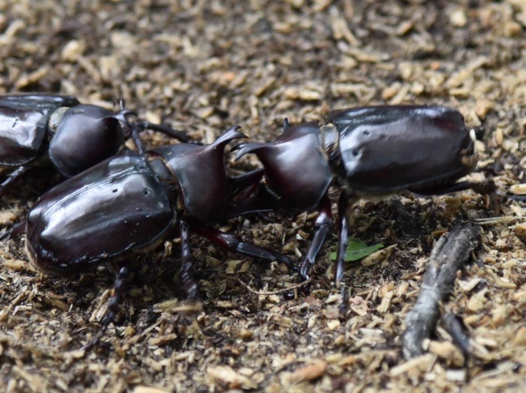 Arakawa Shizen Park-荒川区必去景点