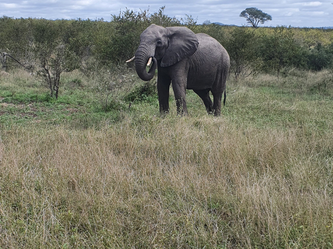 Mbombela Kruger Safaris