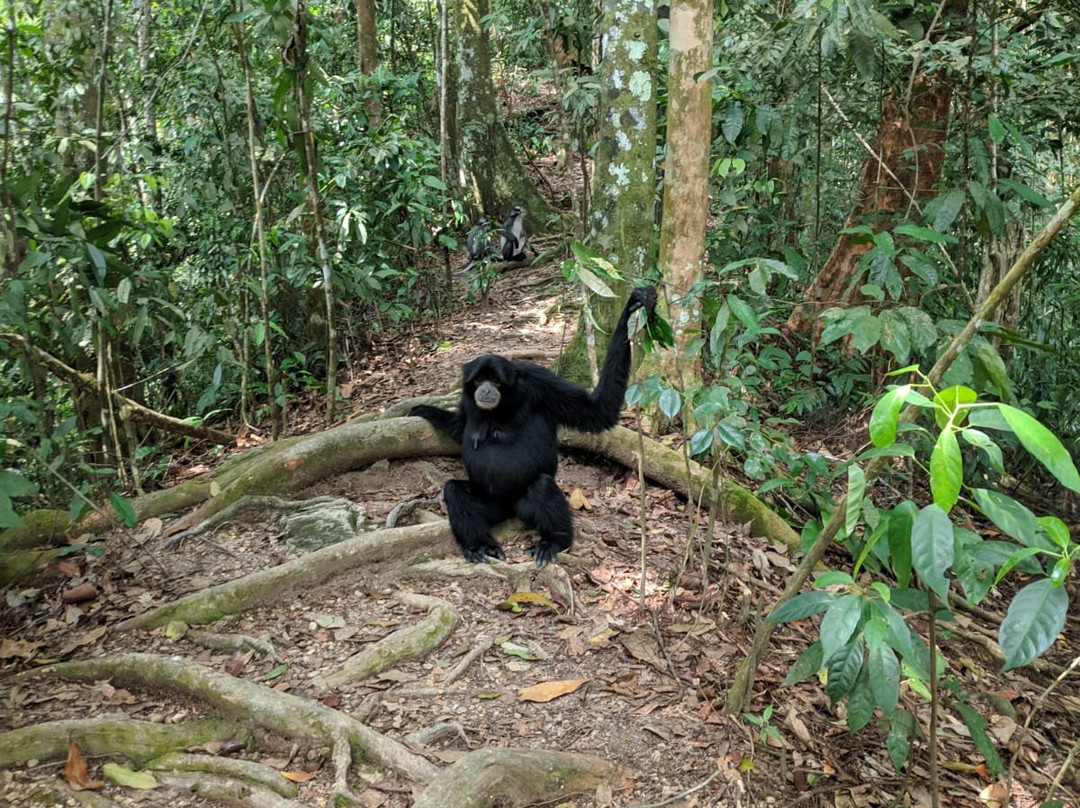 Sumatra Orangutan Tour-棉兰必去景点