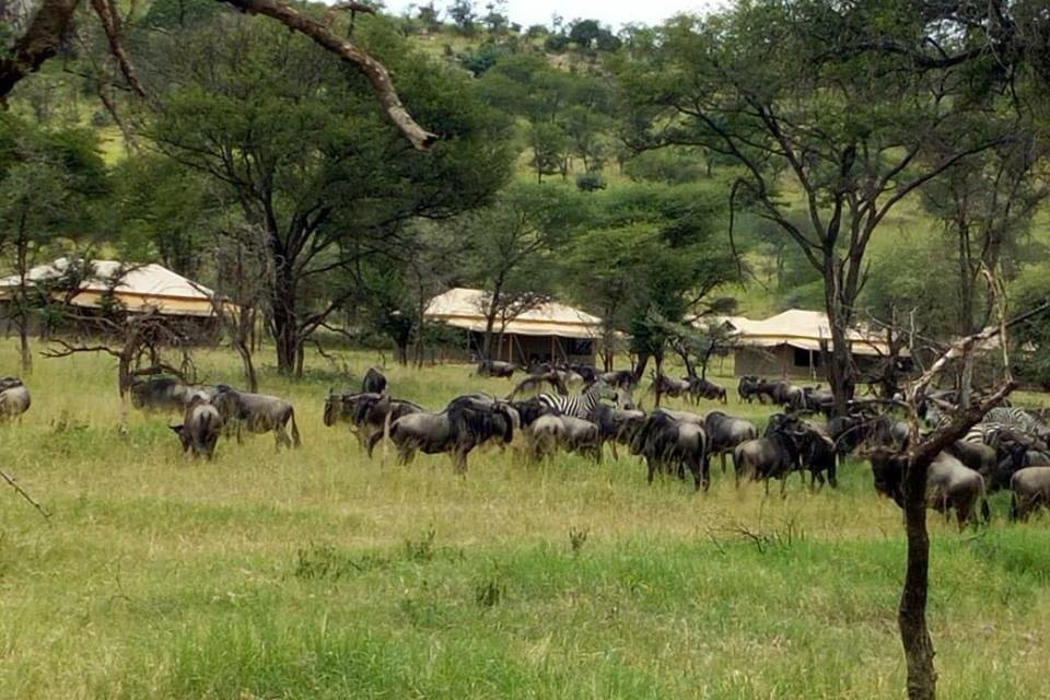 The Expert Holidays.