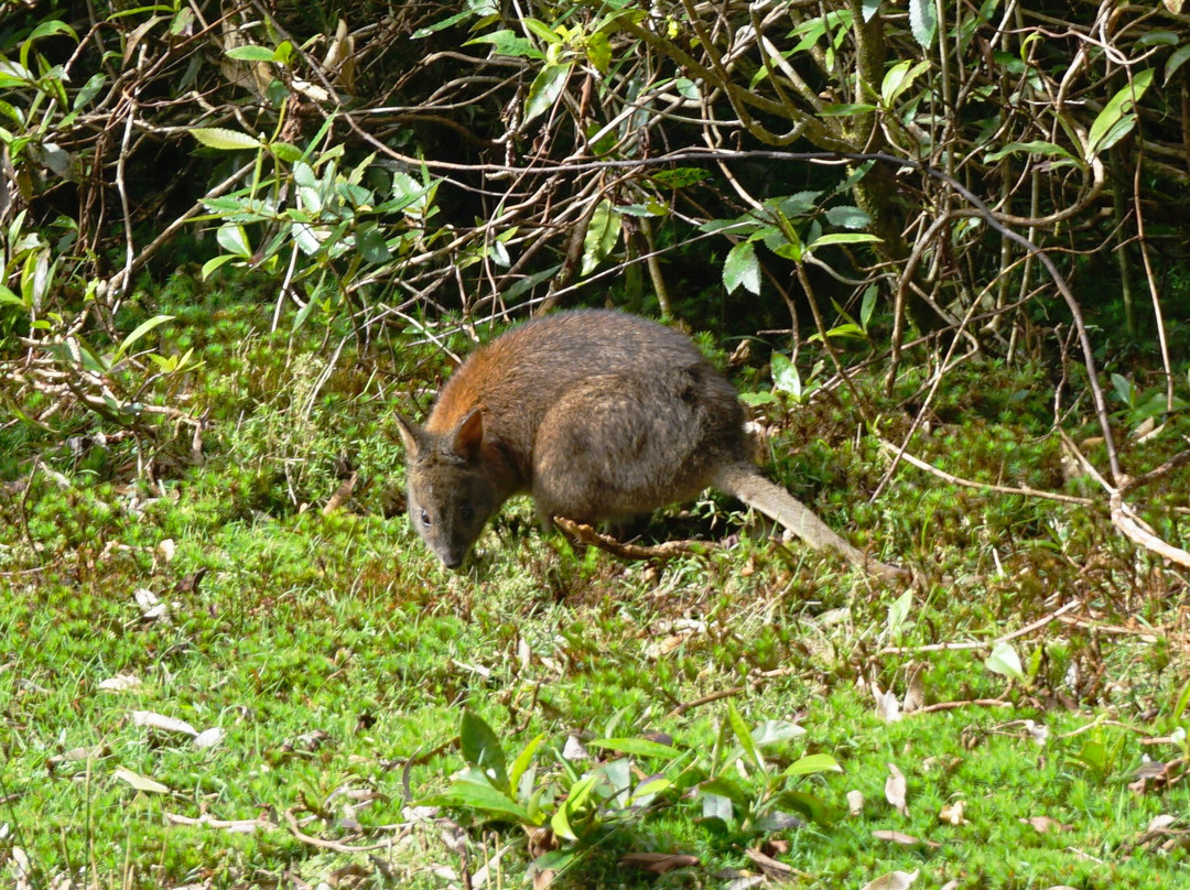 Gold Coast Rainforest Tours & Hikes-冲浪者天堂必去景点
