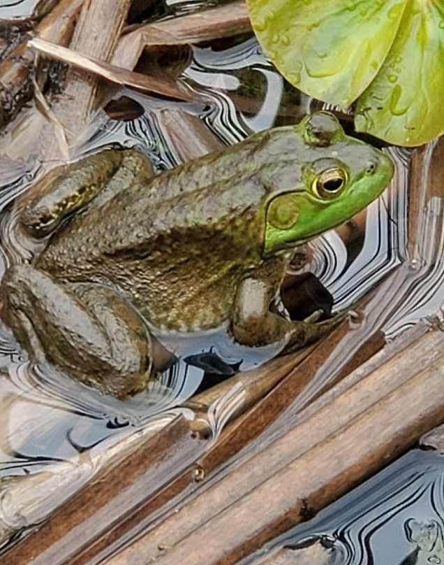 Deer Haven Preserve-Delaware必去景点