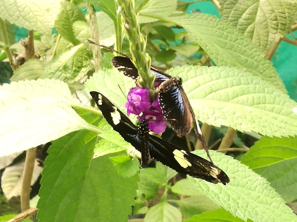 Nathaly Butterfly Garden-明多必去景点