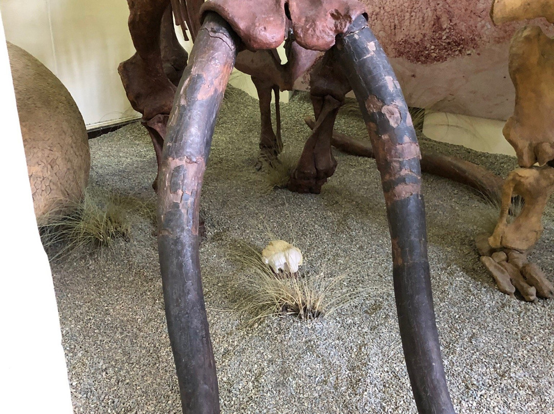 Museo Paleontologico y Arqueologico-塔里哈必去景点