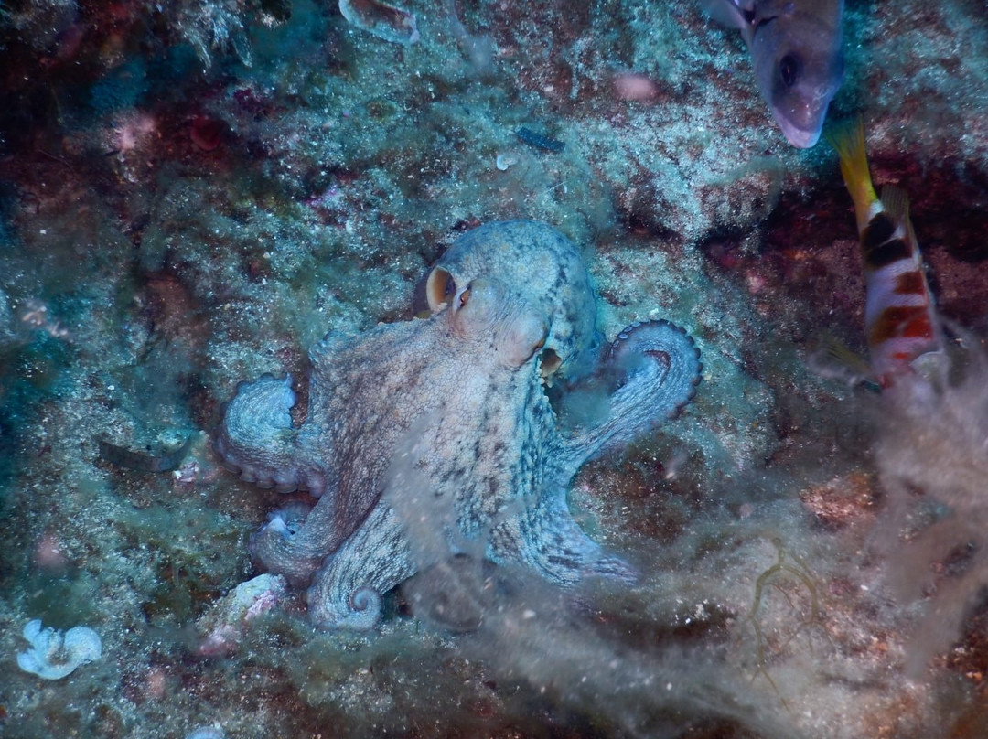 Sottolonda Diving Center-Capoliveri必去景点