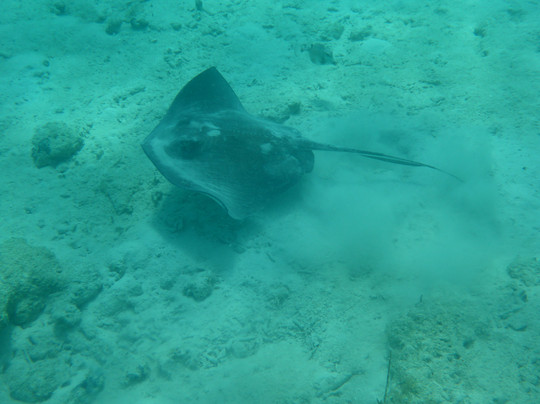 St. Thomas Boat Rental-夏洛特阿马利亚必去景点