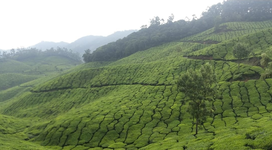 Kerala Dayz景点图片