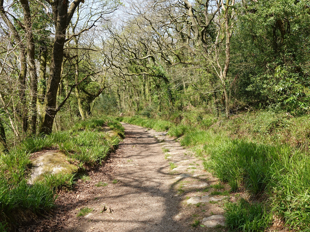 Luxulyan Valley to Prideaux Circular Walk景点图片