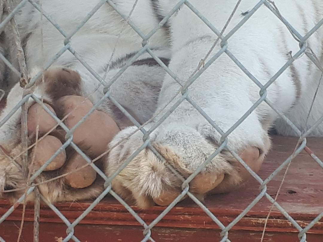 Center for Animal Research & Education-Bridgeport必去景点