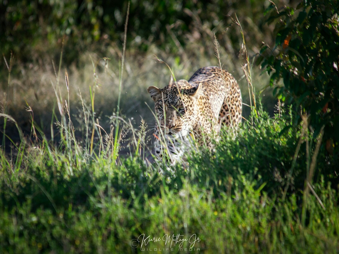 WildEx Safari Fixers-Embakasi必去景点