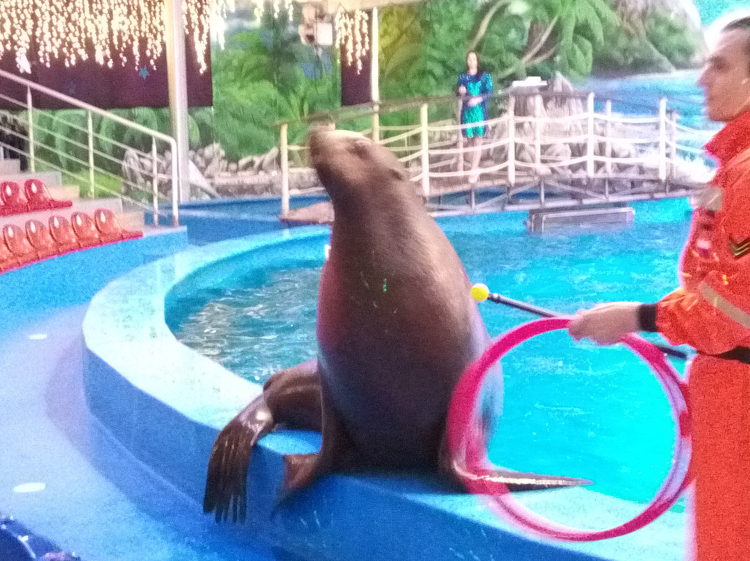 Dolphinarium景点图片