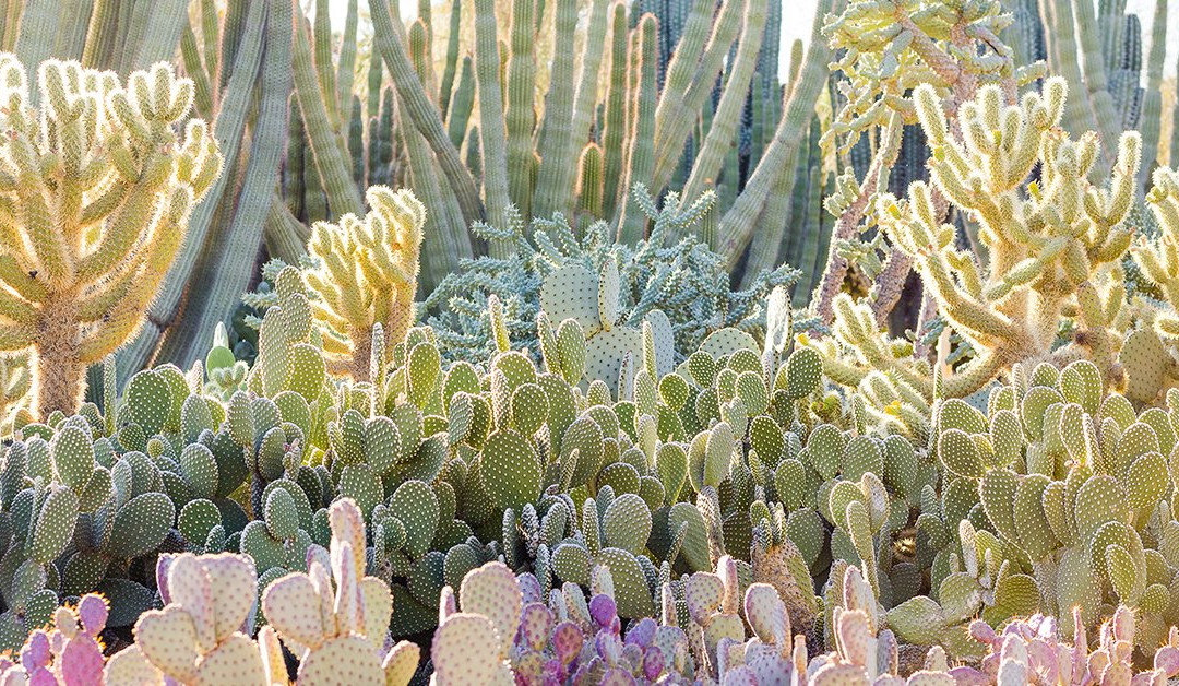 沙漠植物园-凤凰城必去景点