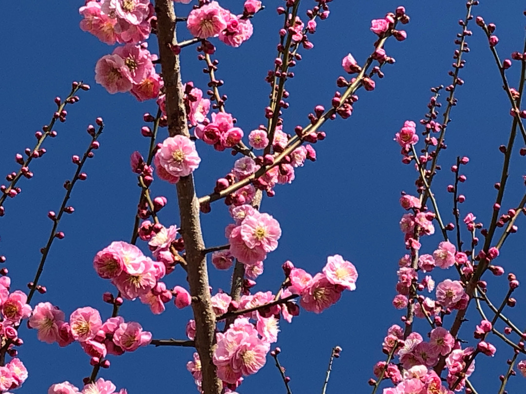 Akima Bairin-安中市必去景点