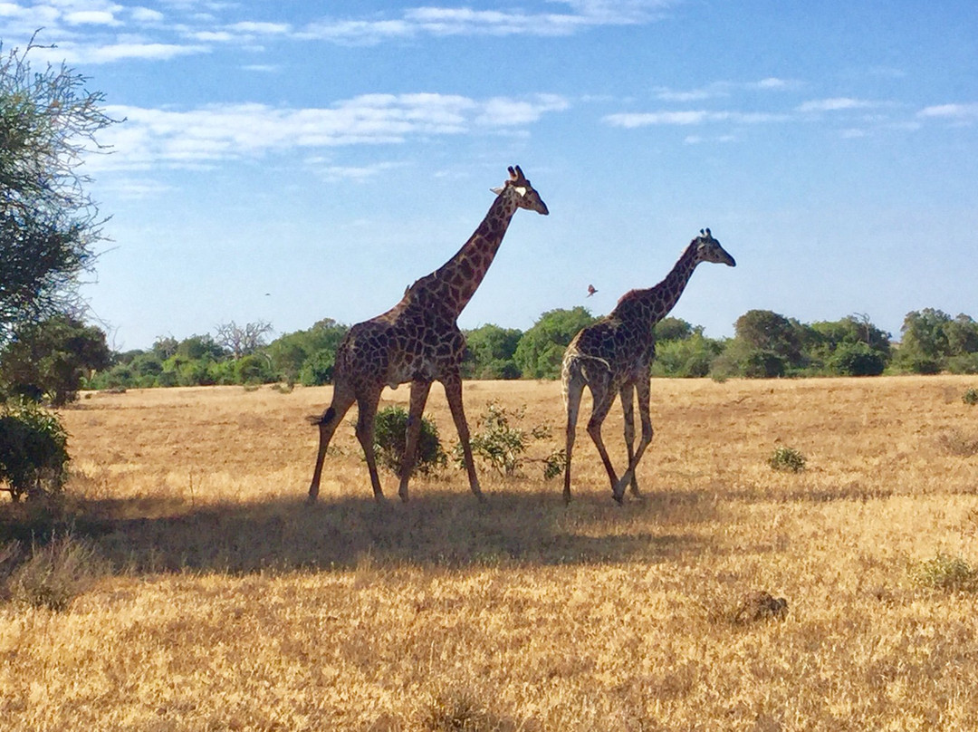 PD Tours and Safaris景点图片