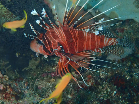 Puahele Diving Tour-奥斯洛布必去景点