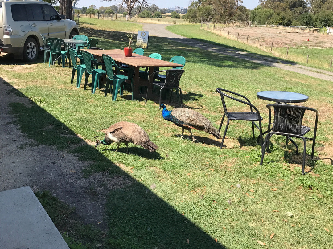 Blue Tree Honey Farm-Dumbalk必去景点