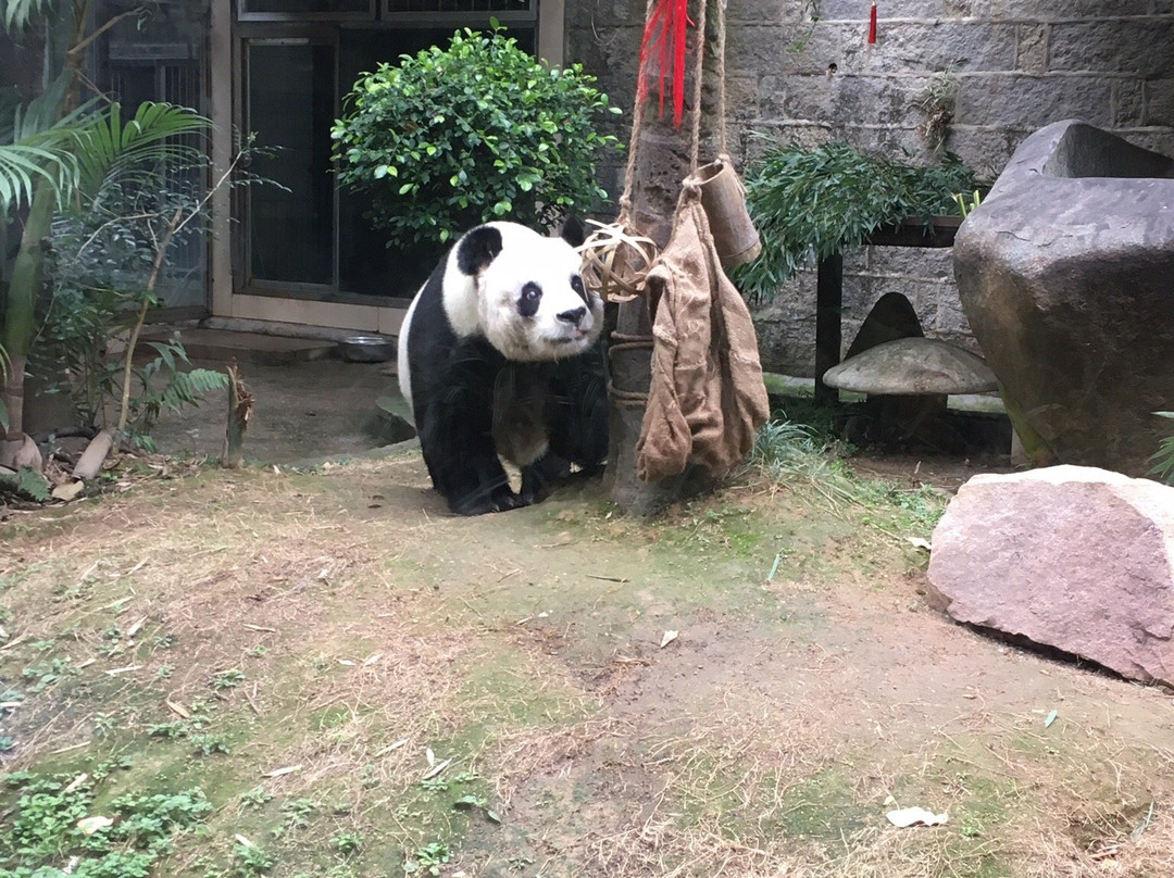 熊猫世界景点图片