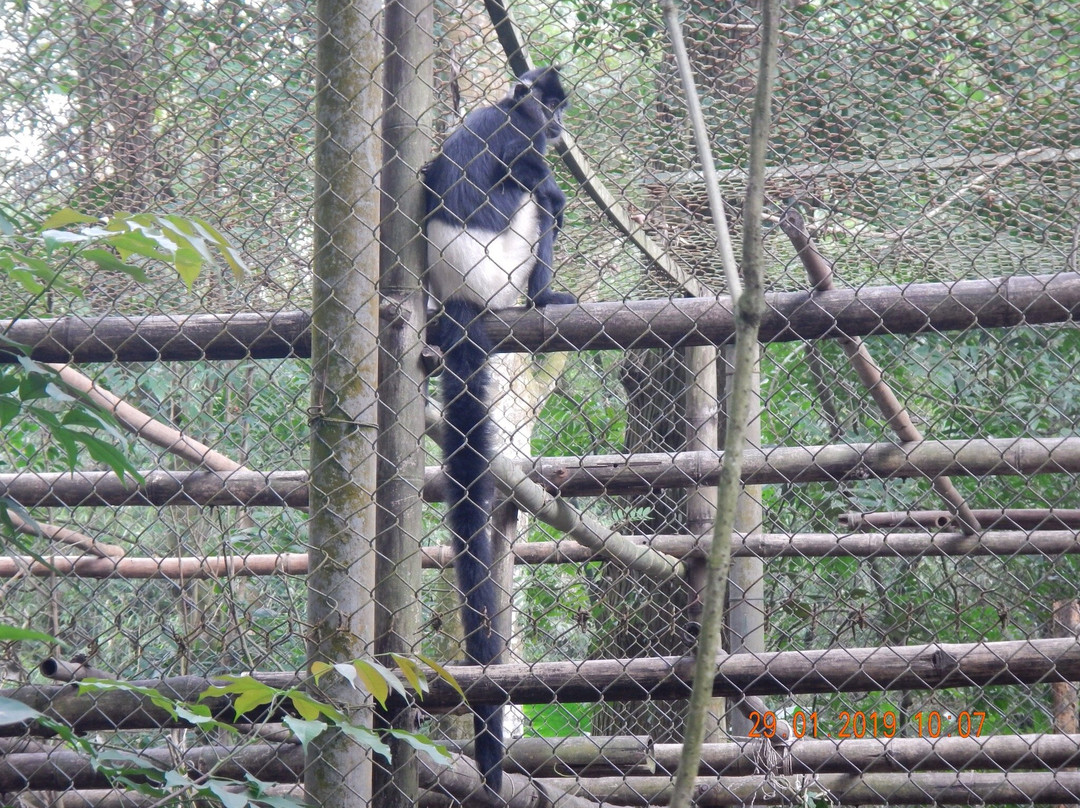 Endangered Primate Rescue Centre景点图片