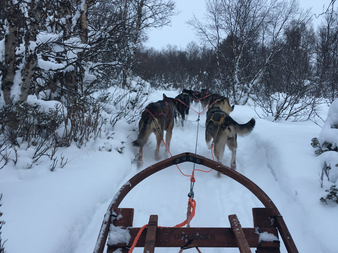 Husky Point Røros AS景点图片
