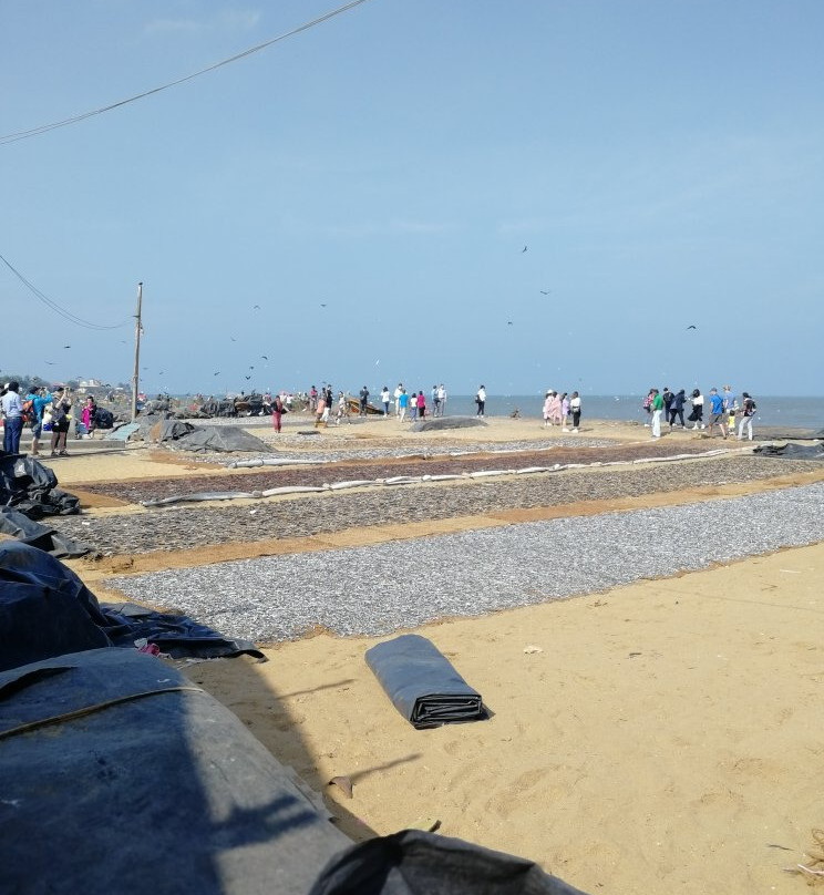 Negombo Fish Market景点图片