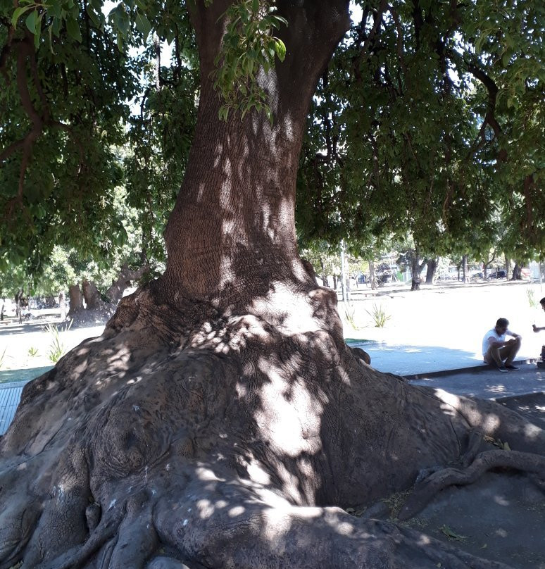 Plaza Rivadavia-Bahia Blanca必去景点