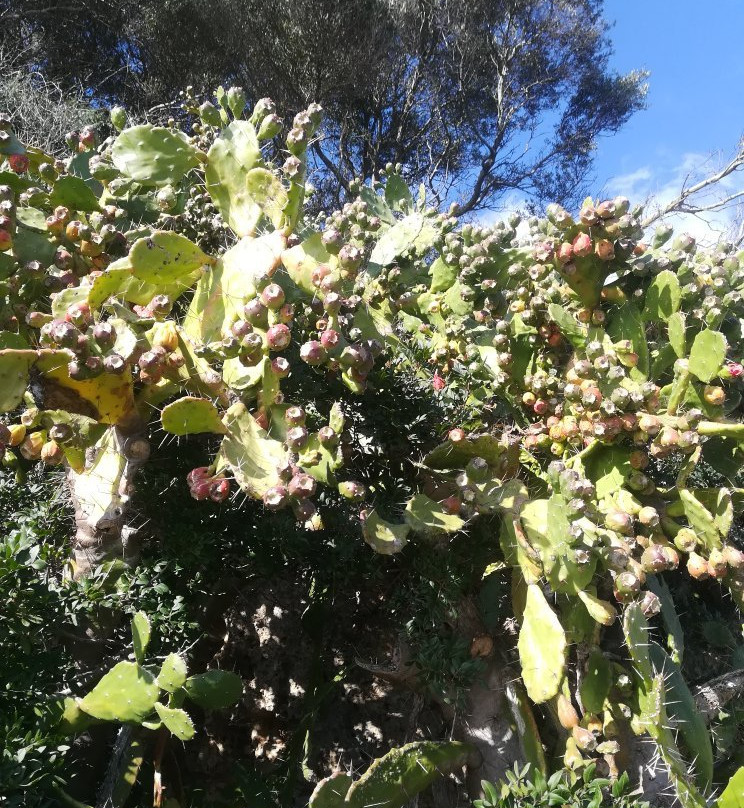 Serra da Arrábida景点图片