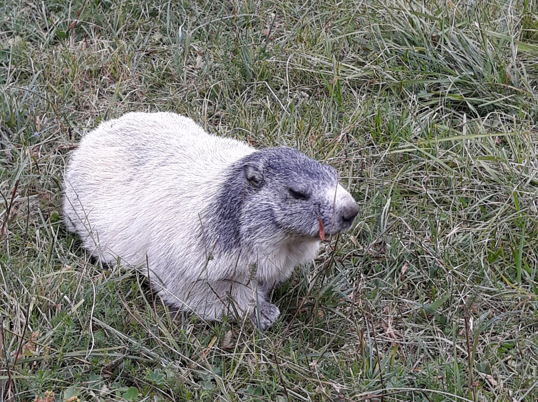 Gîte Auberge du Lauzanier主图
